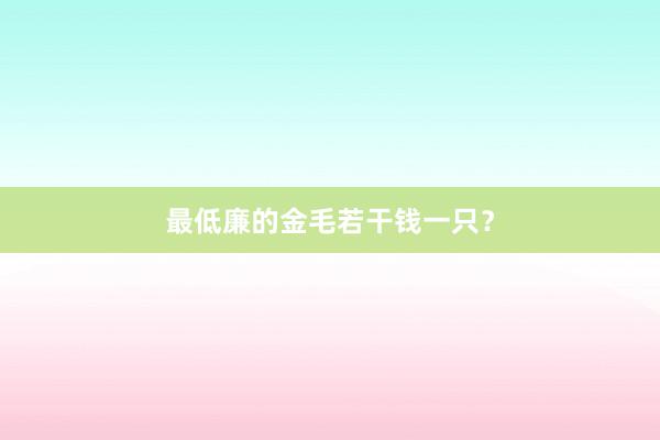 最低廉的金毛若干钱一只？