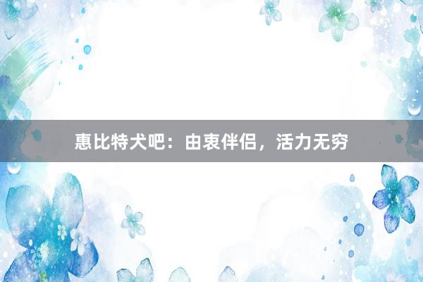 惠比特犬吧：由衷伴侣，活力无穷